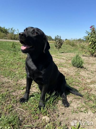 Вязка лабрадор