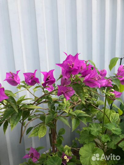 Бугенвиллия