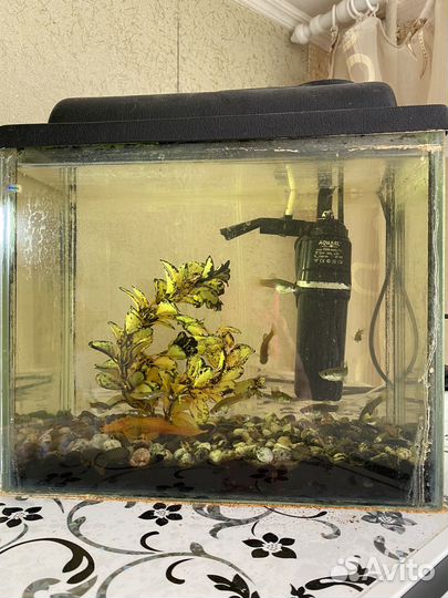 Аквариум с рыбками