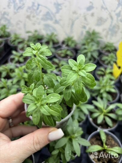 Калибрахоа