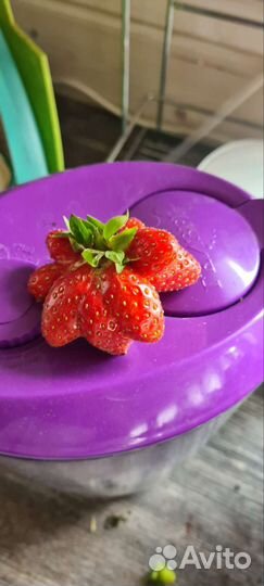 Рассада клубники ремонтантной 10 сортов