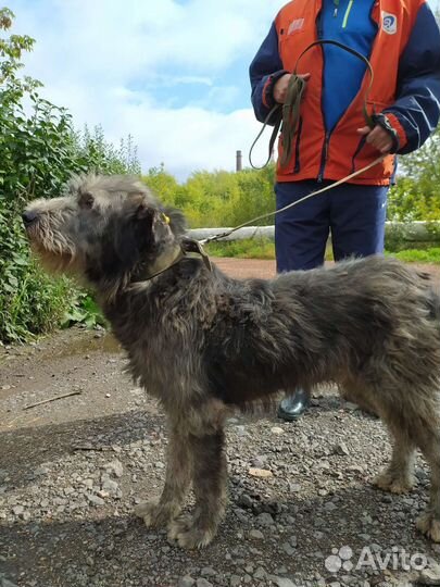 Метис ирландский волкодав