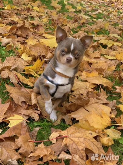 Вязка Чихуахуа