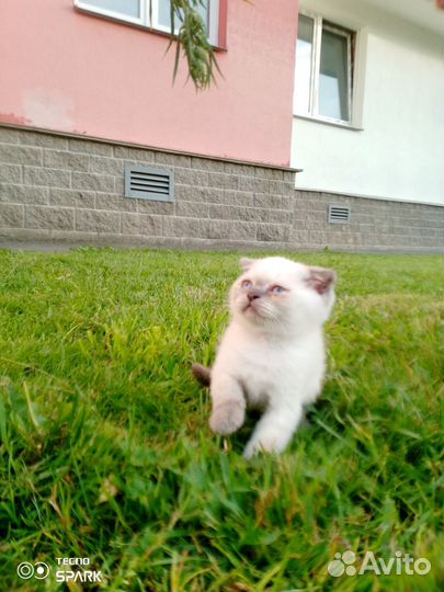 Британские котята