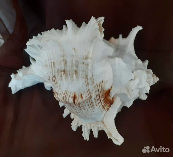 Ракушка больая морская