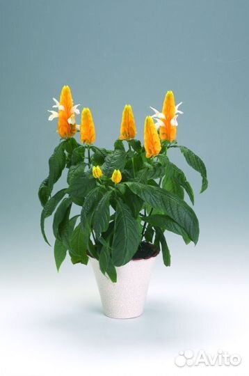 Пахистахис, молодые растения