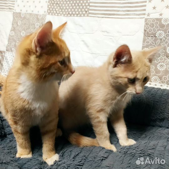 Котята рыжие