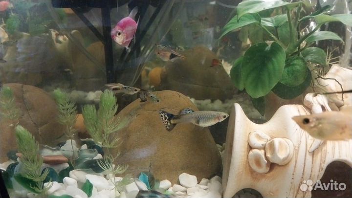 Аквариумные рыбки