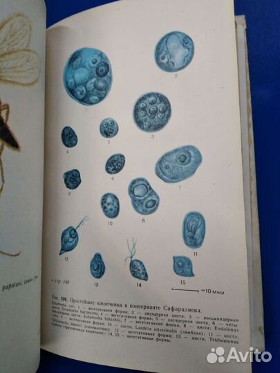 Медицинская паразитология