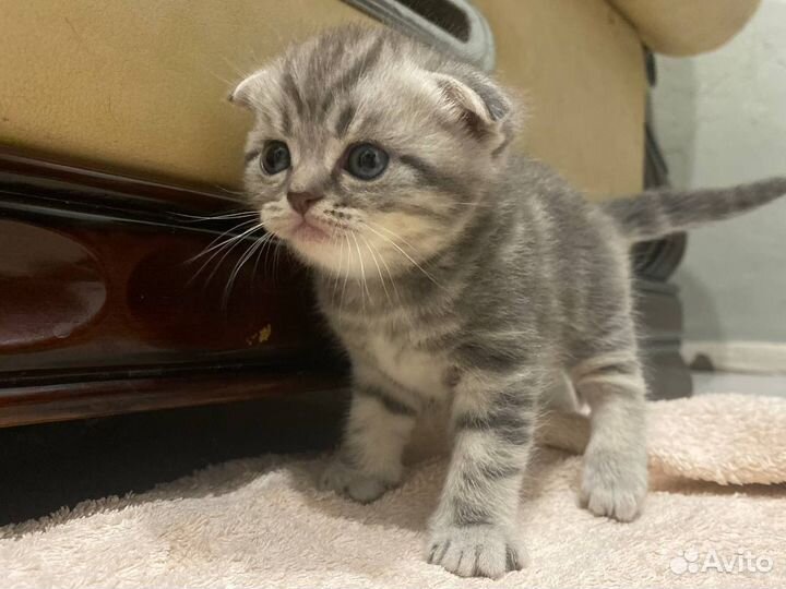 Шотландская