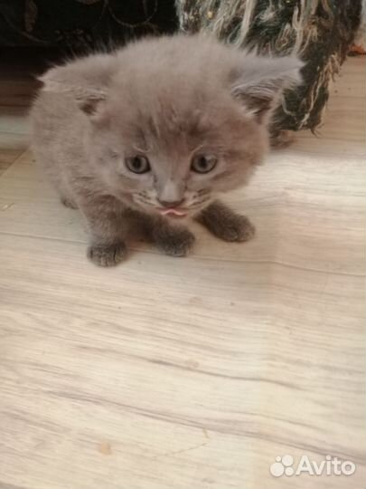 Котенок в дар бесплатно