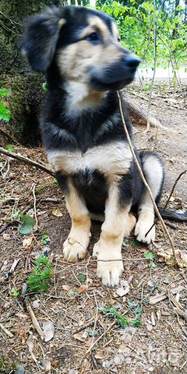 Щенки 3 девчули