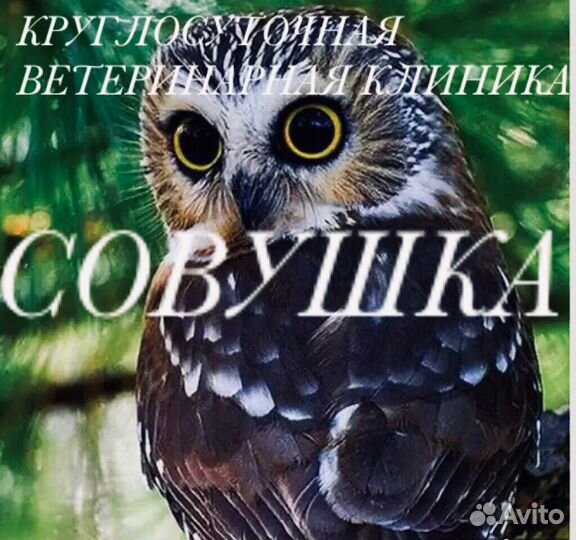 Ветеринарный врач