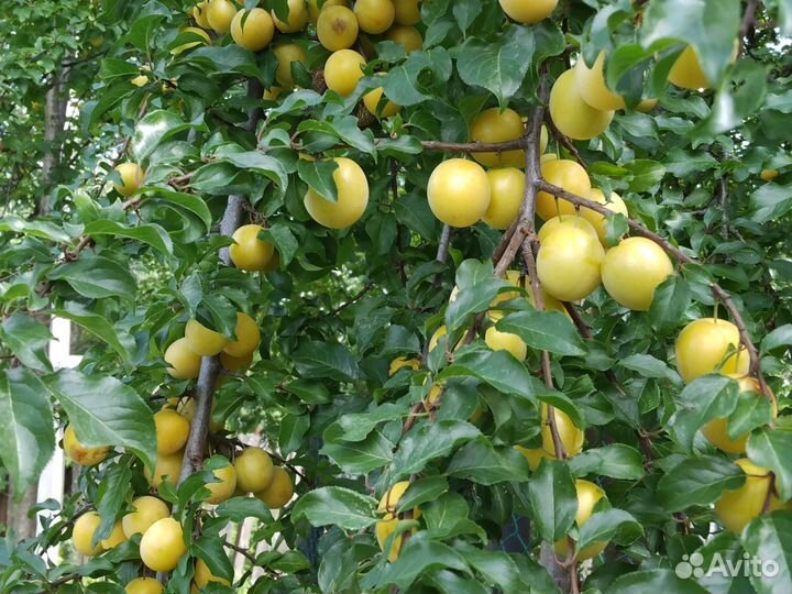 Алыча на развес