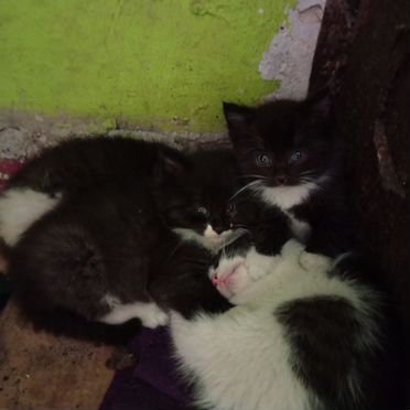 Эгейский котёнок