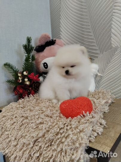 Померанский шпиц мальчик