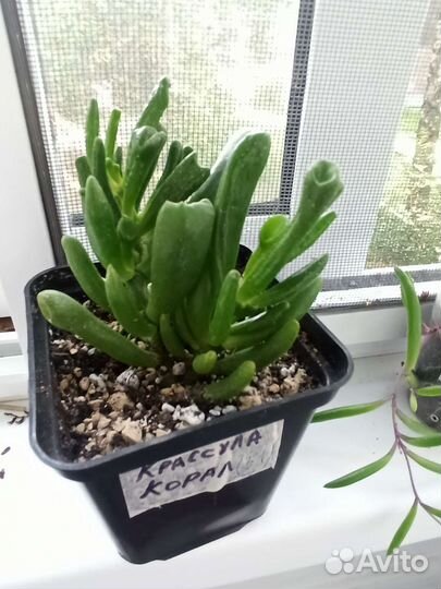 Суккуленты набор