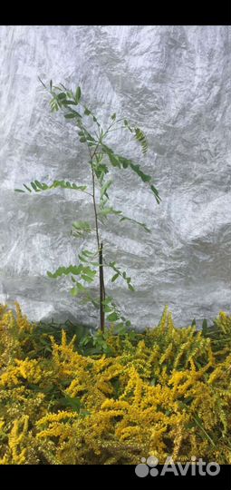 Живая изгородь Аморфа Ирис100рТюльпан