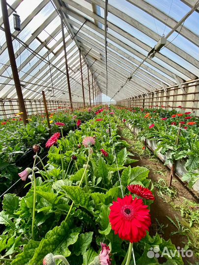 Продажа теплиц (цветы)