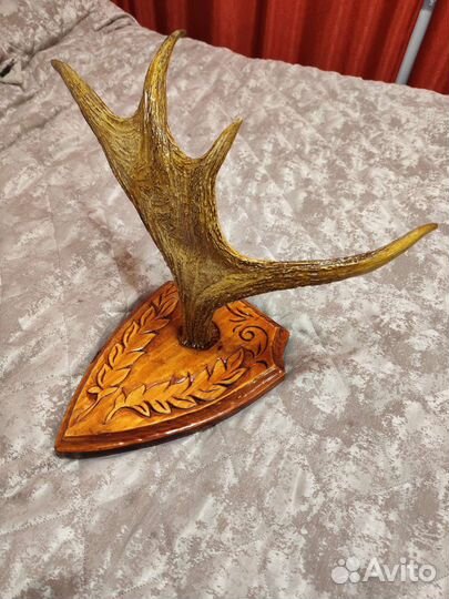 Рога лося на деревянном медальоне