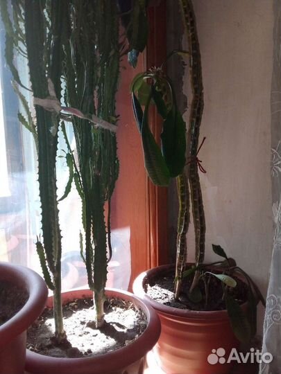 Кактус молочай