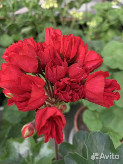 Сортовые коллекционные пеларгонии