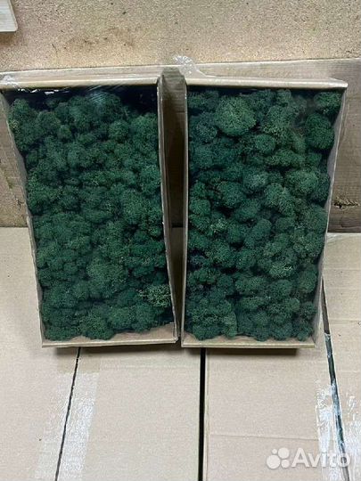 Стабилизированный мох от производителя