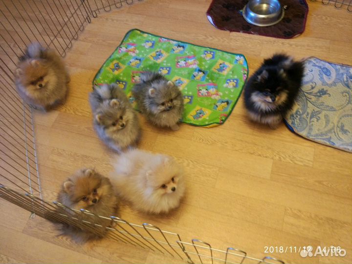 Щенки шпица