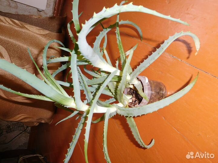 Комнатные цветы алое