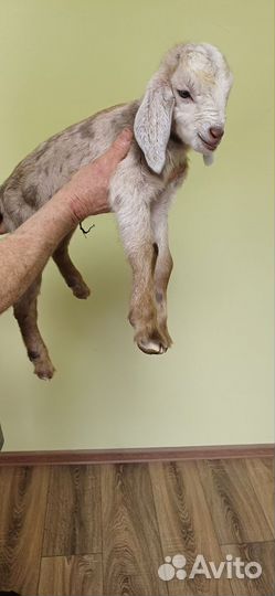 Продаются козлики