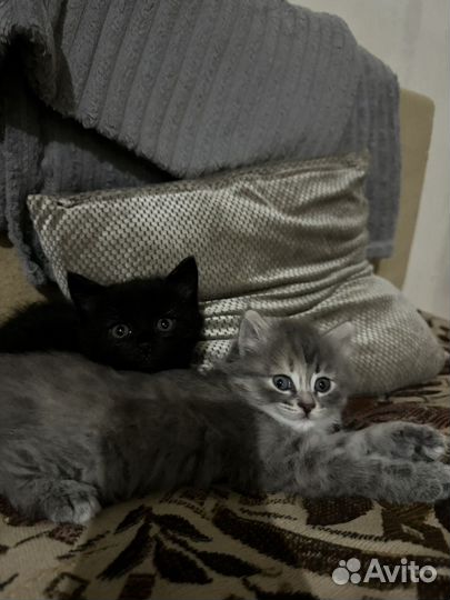 Красивые кошечки