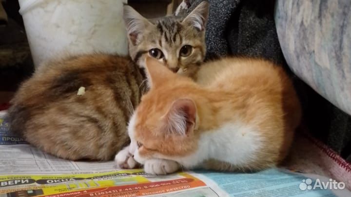Отдам котят 3 месяца
