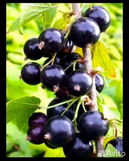 Чëрная смородина