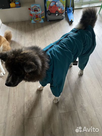 Дождевик для собак