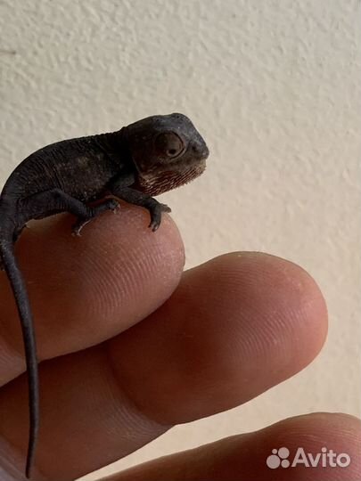 Пантеровый хамелеон