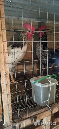 Молодые петухи