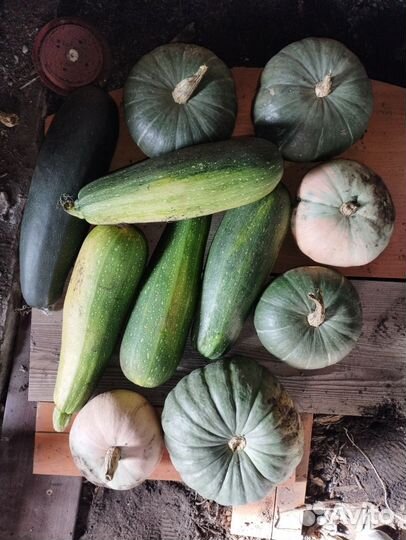 Тыква кабачки