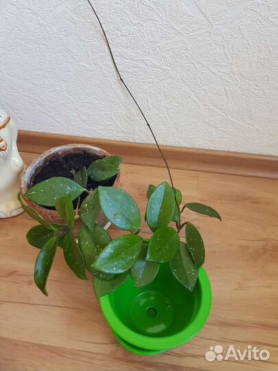 Хойя, эпифилум