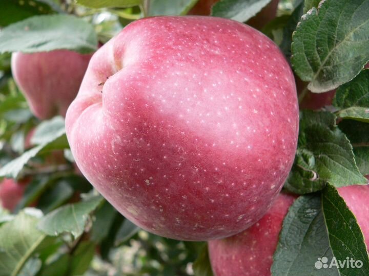 Саженцы плодовых деревьев