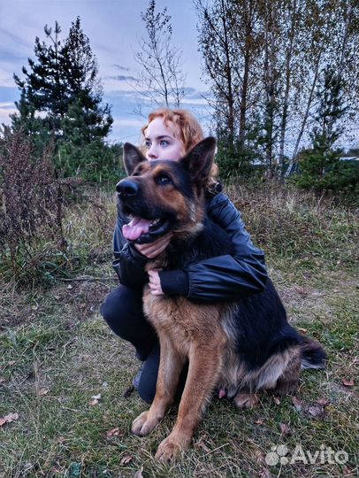 Немецкая овчарка