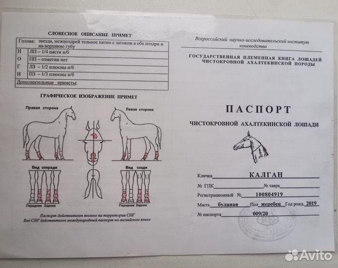 Чистокровный Ахалтекинец лошадь