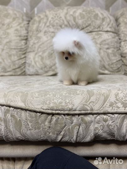 Померанский шпиц мини