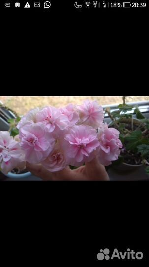 Продам на срез пеларгонии