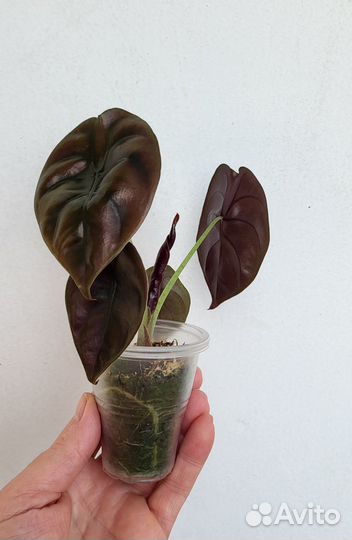 Алоказия купрея