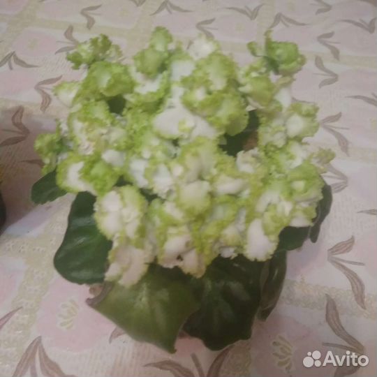 Фиалки сортовые