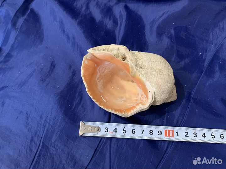 Ракушка рапан