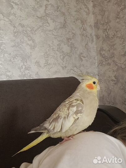 Попугай корелла