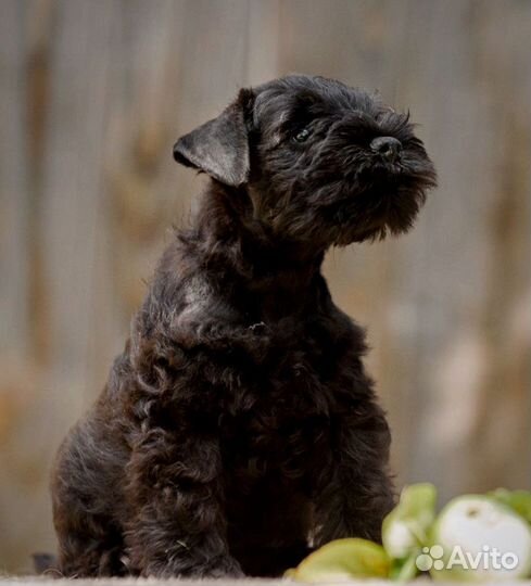 Щенок цвергшауцера черного окраса. РКФ