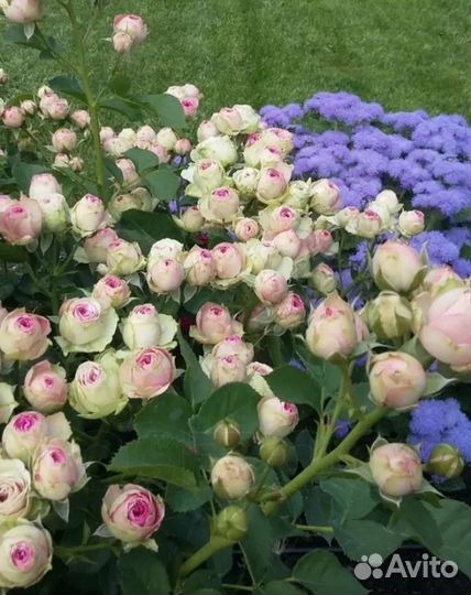 Саженцы розы спрей мими эден принимаю заказы