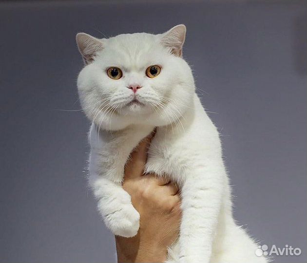 Вязка с британским котом